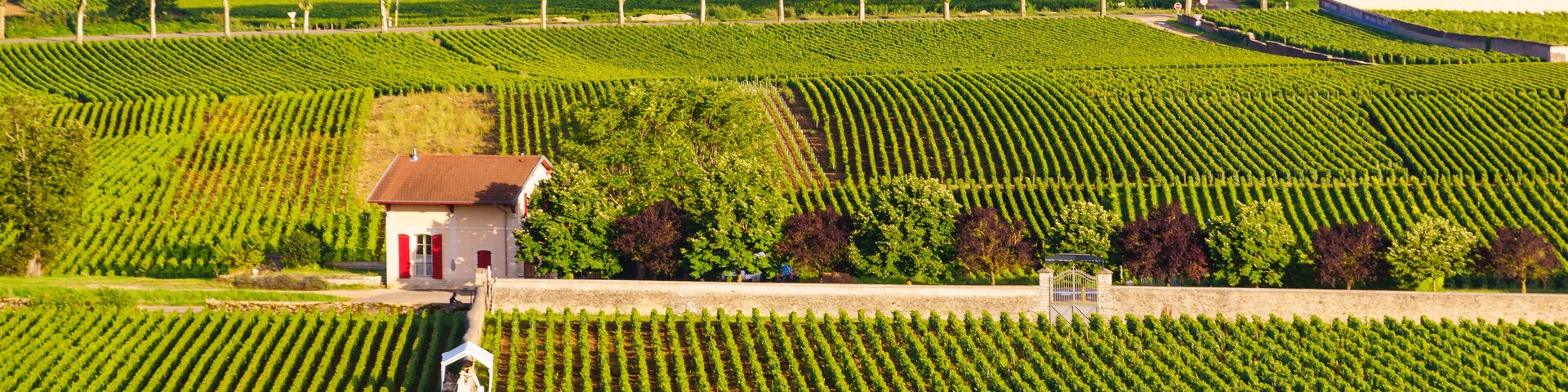 Green vineyards. Pommard wine region, France