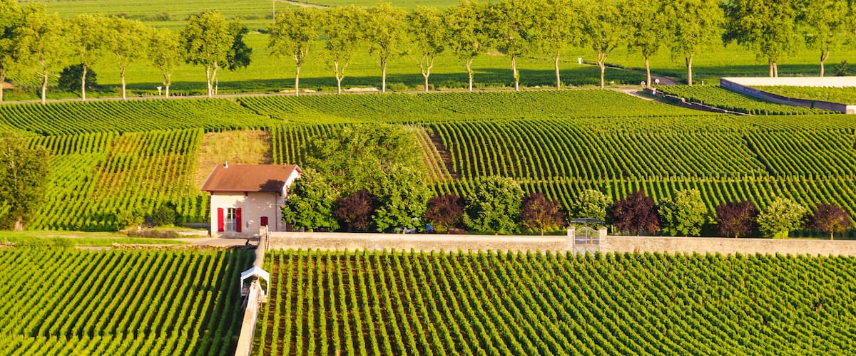 Green vineyards. Pommard wine region, France