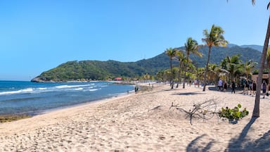 A sandy beach with clear blue water, palm trees, and a mountainous backdrop.