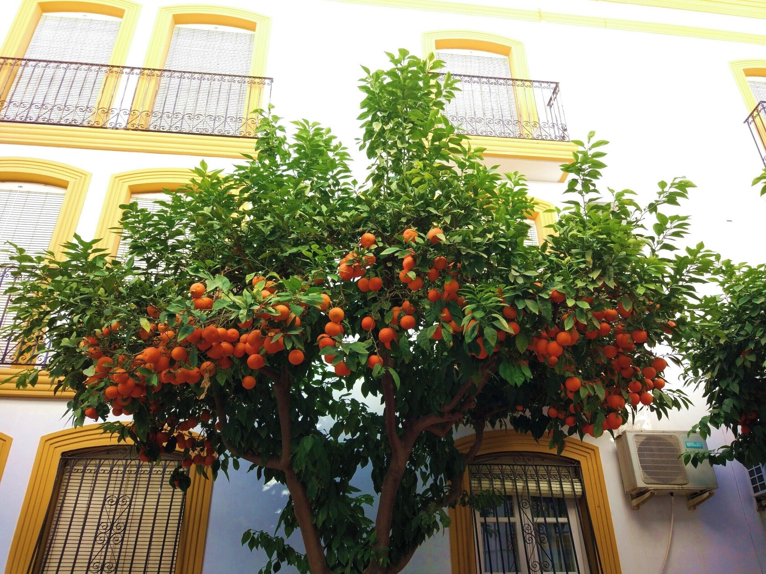 The streets are lined with oranges at the moment. January must be the season as the orchards are full also. This photo was taken in the pretty village of Vera Pueblo which retains some of its Spanish charm compared with the coastal development of Vera Playa. However, looking at the amount of oranges splattered on the road, I would not want to have parked my car underneath them 
#oranges #spain #jucy #andalucia #vera 
