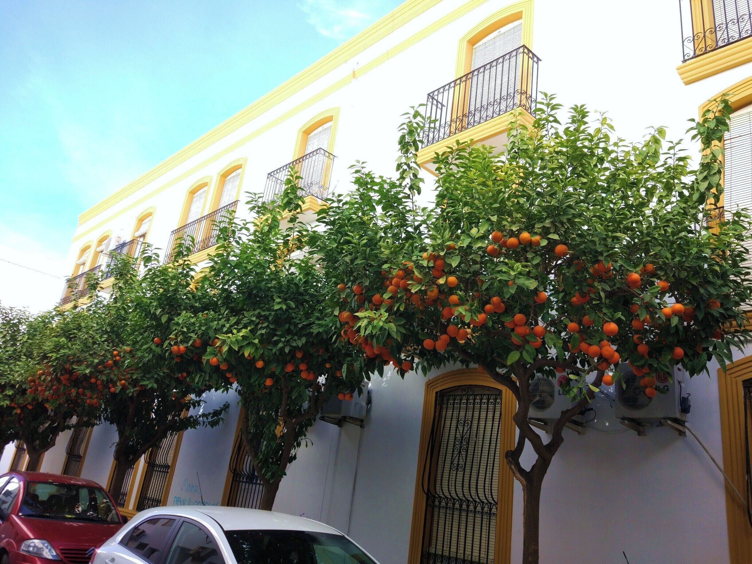 The streets are lined with oranges at the moment. January must be the season as the orchards are full also. This photo was taken in the pretty village of Vera Pueblo which retains some of its Spanish charm compared with the coastal development of Vera Playa. However, looking at the amount of oranges splattered on the road, I would not want to have parked my car underneath them 
#oranges #spain #jucy #andalucia #vera
