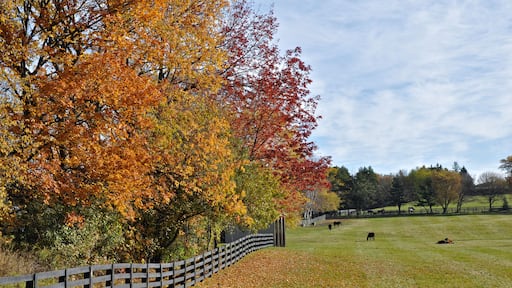 King City, Ontario / Canada - 10/17/2008: Horse farm with fences in fall color in Ontario, Canada.