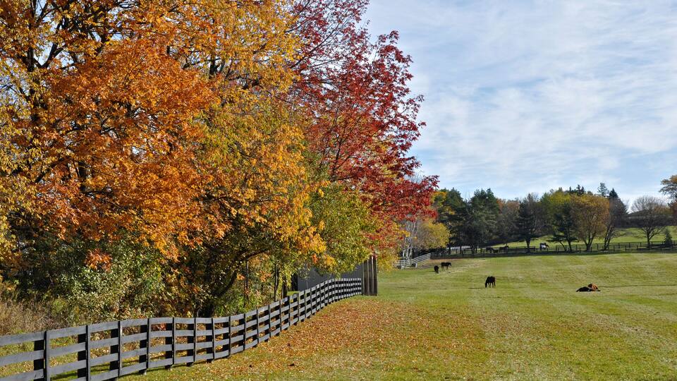 A fenced field with autumn trees, a clear sky, and grazing animals.