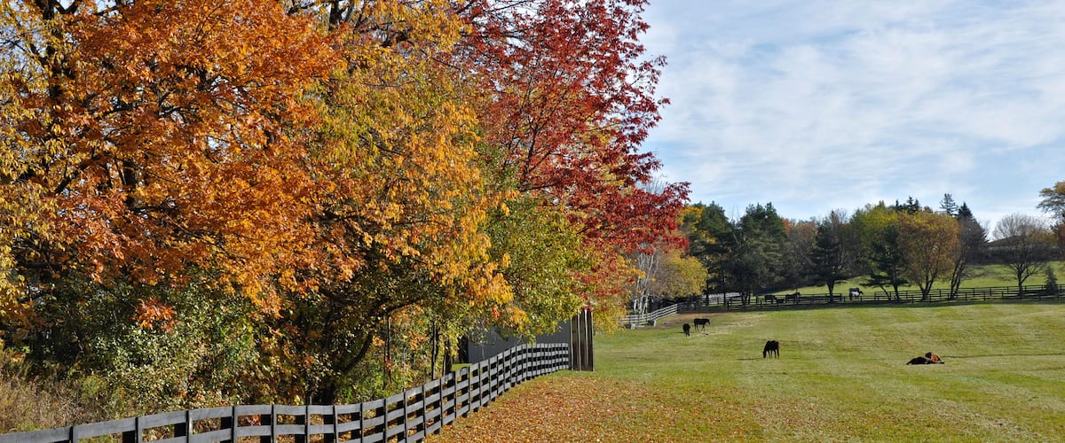 A fenced field with autumn trees, a clear sky, and grazing animals.