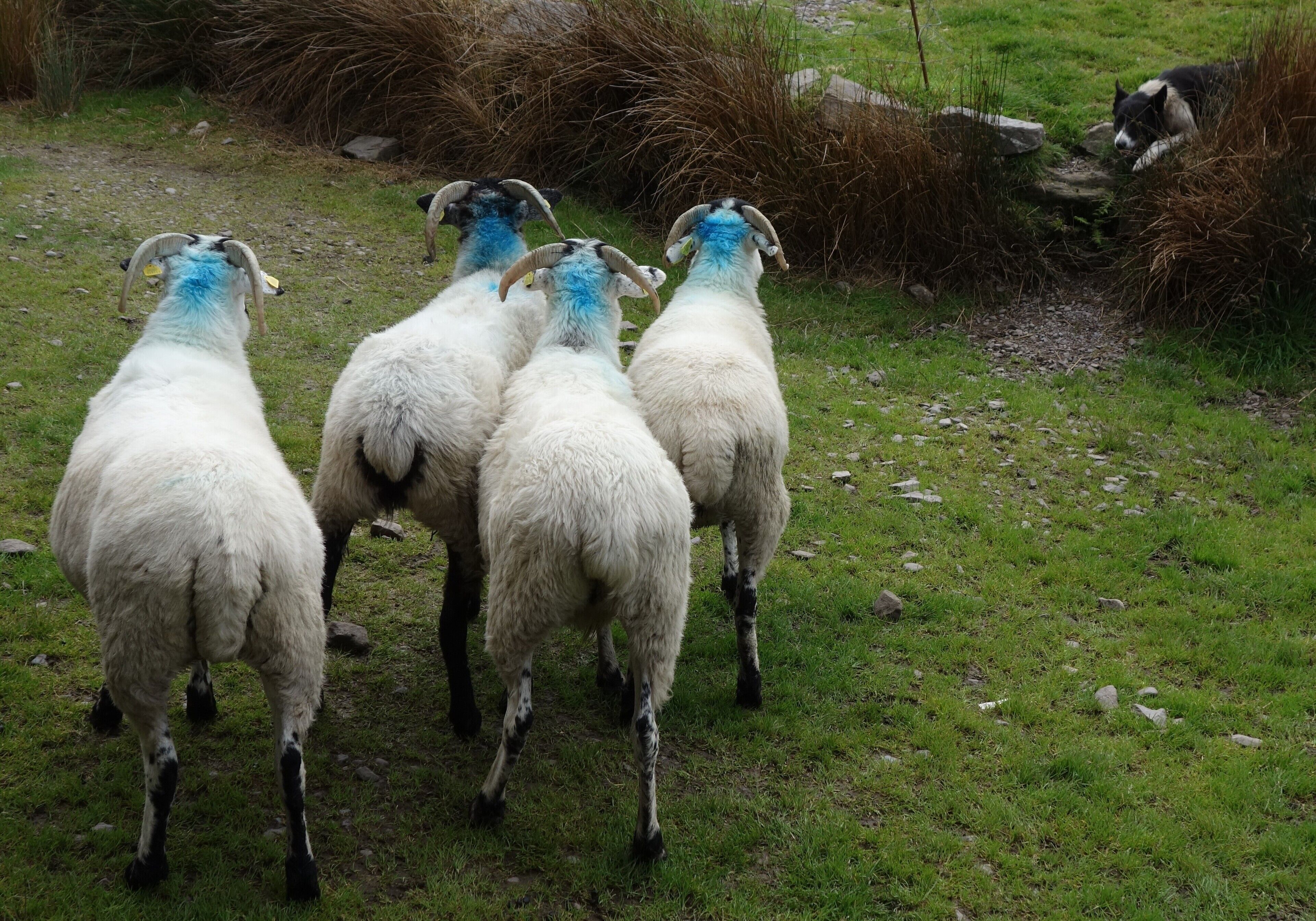 Dog: "I keep an eye on you girls!"
In Ireland, sheep herding with border collies is very popular.
(In the fall the stalks are released between the ewes. Every ewe that is covered is marked with a colour.)  #Culture
