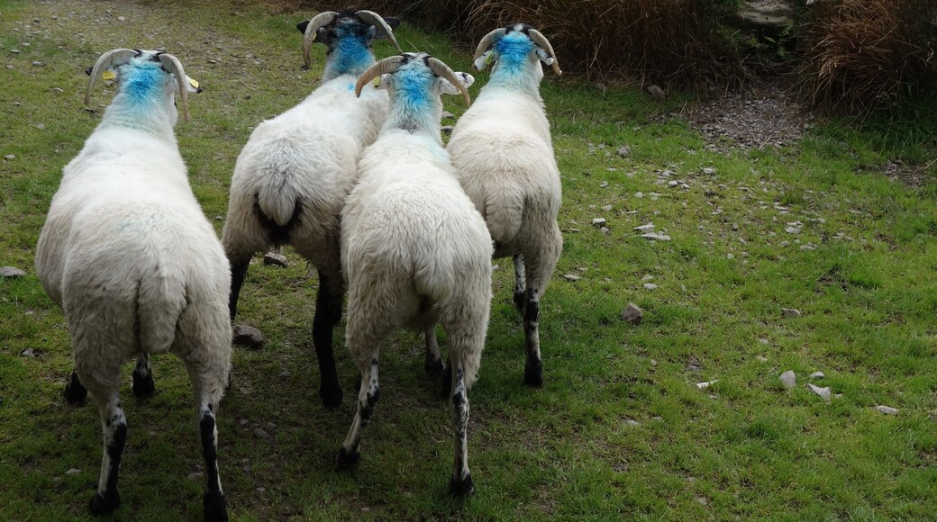 Dog: "I keep an eye on you girls!"
In Ireland, sheep herding with border collies is very popular.
(In the fall the stalks are released between the ewes. Every ewe that is covered is marked with a colour.) #Culture