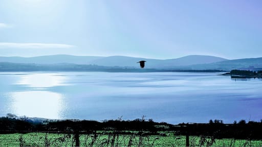 An amazing area of peace and tranquility. Blessington lakes, co Wicklow