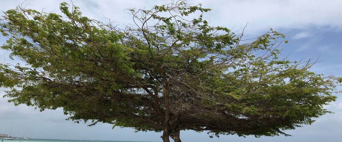 Beautiful Divi Tree