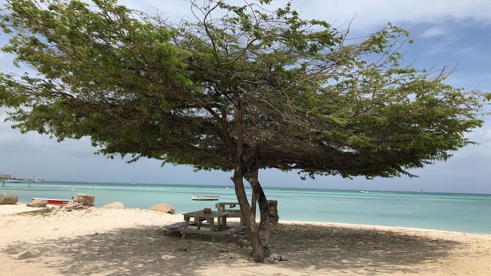 Beautiful Divi Tree