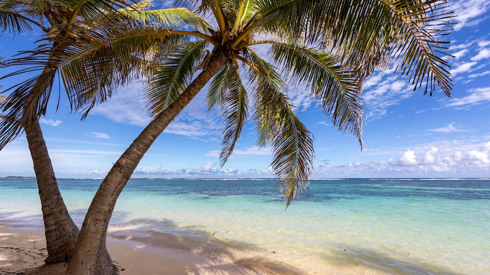 A beach with clear turquoise water, a sandy shore, and two palm trees.