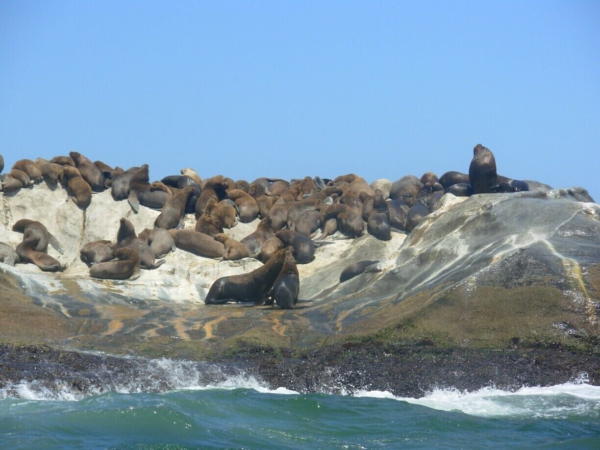 Adrenalínico paseo en lancha a punta de lobos.