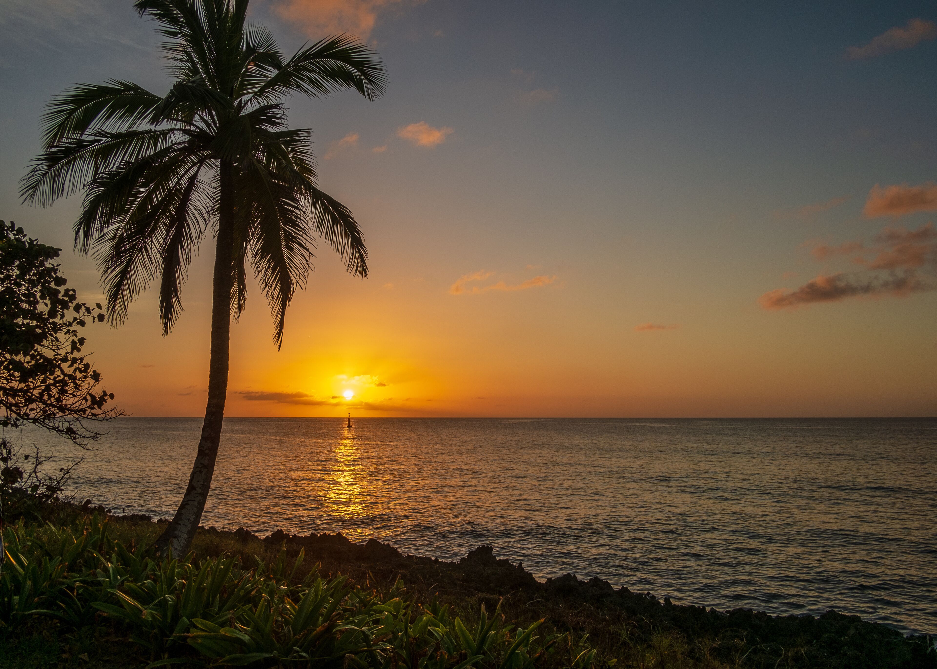 Palm tree against golden sunset at the west side of San Andrés island, Colombia.