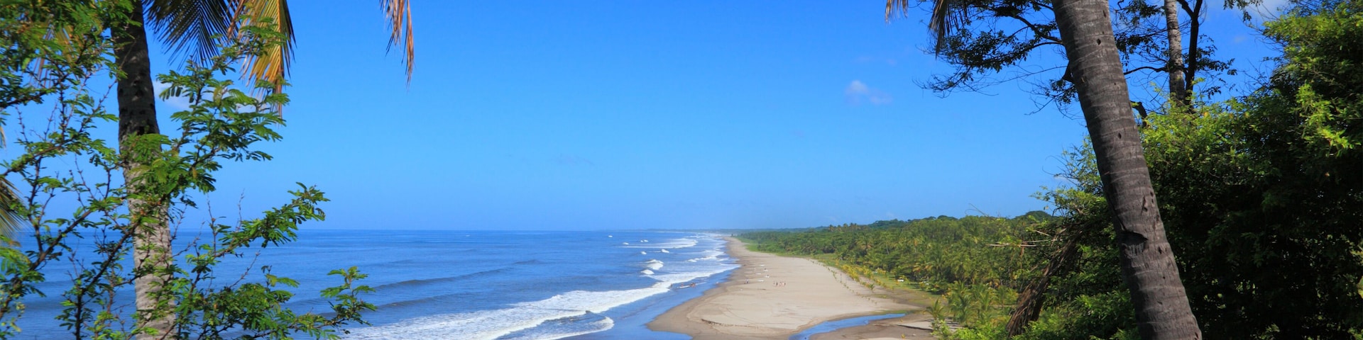 view of the beach through the palm trees