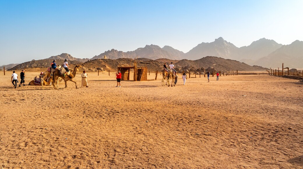 Camel Trip in the Oriental desert Egypt near Safaga, Africa