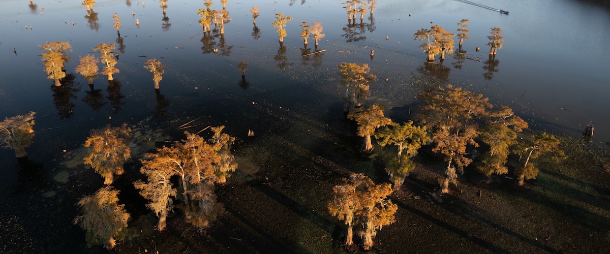 An aerial view of a flooded area with numerous trees standing in the water.