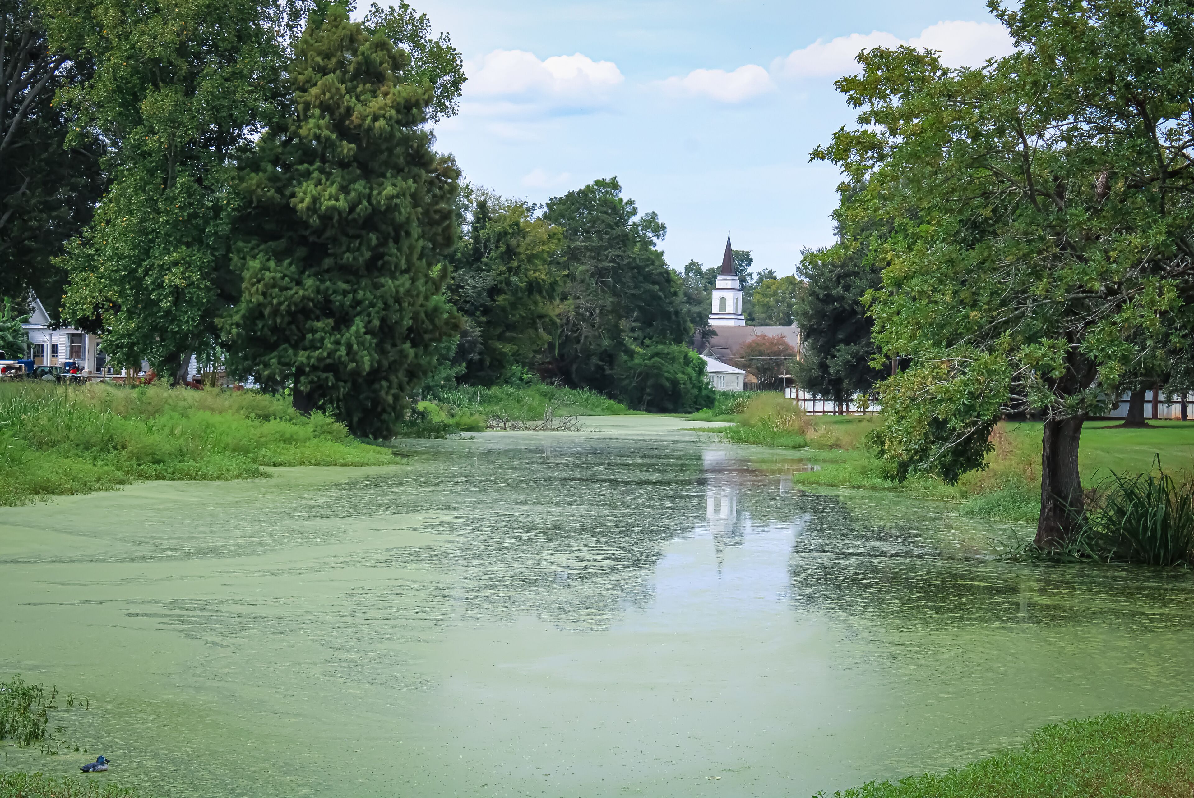 Bunkie Louisiana Swamp