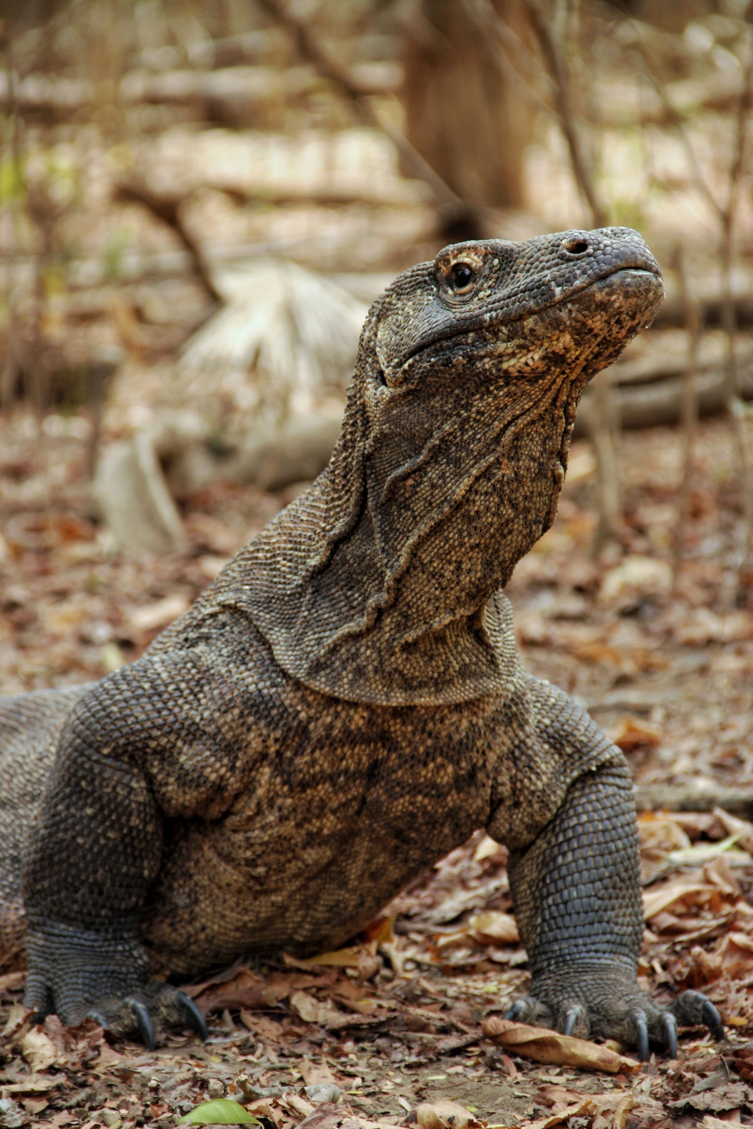 A large monitor lizard in a natural setting with dry leaves and branches.
