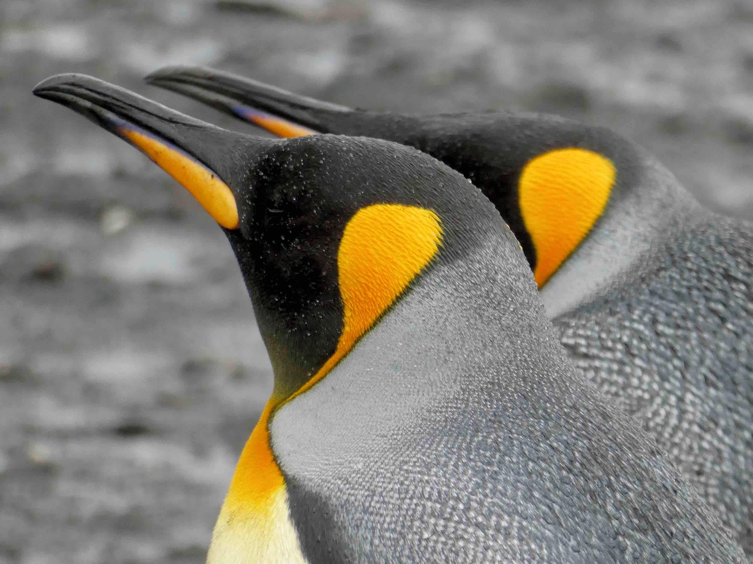 Beautiful King Penguins in the Falkland Islands.
