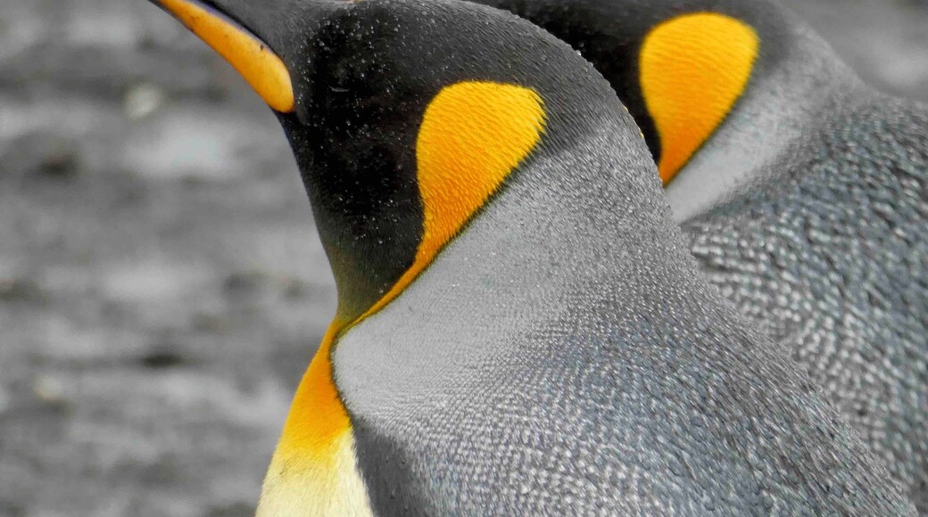 Beautiful King Penguins in the Falkland Islands.