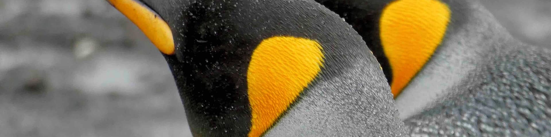 Beautiful King Penguins in the Falkland Islands.