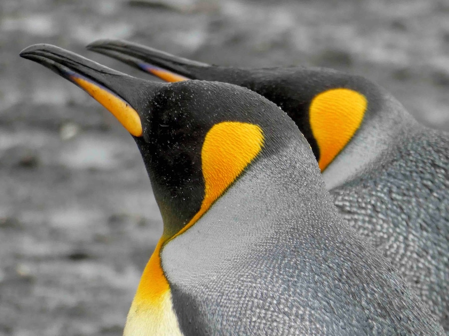 Beautiful King Penguins in the Falkland Islands.