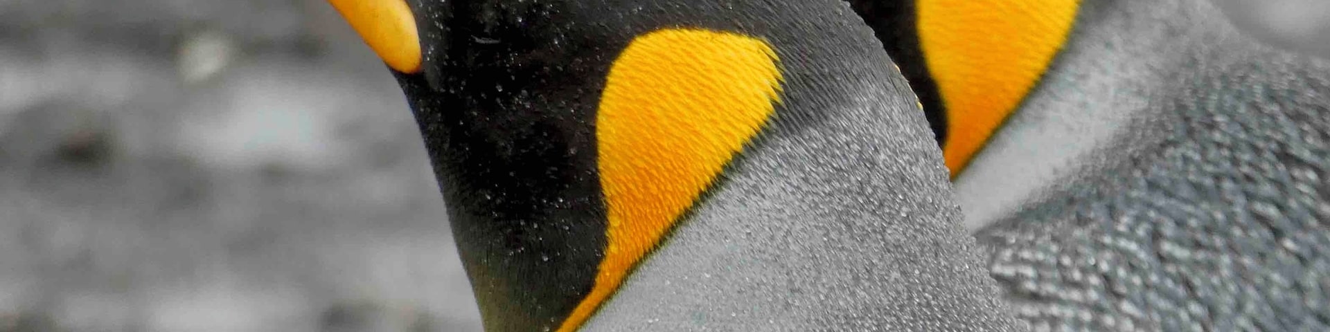 Beautiful King Penguins in the Falkland Islands.