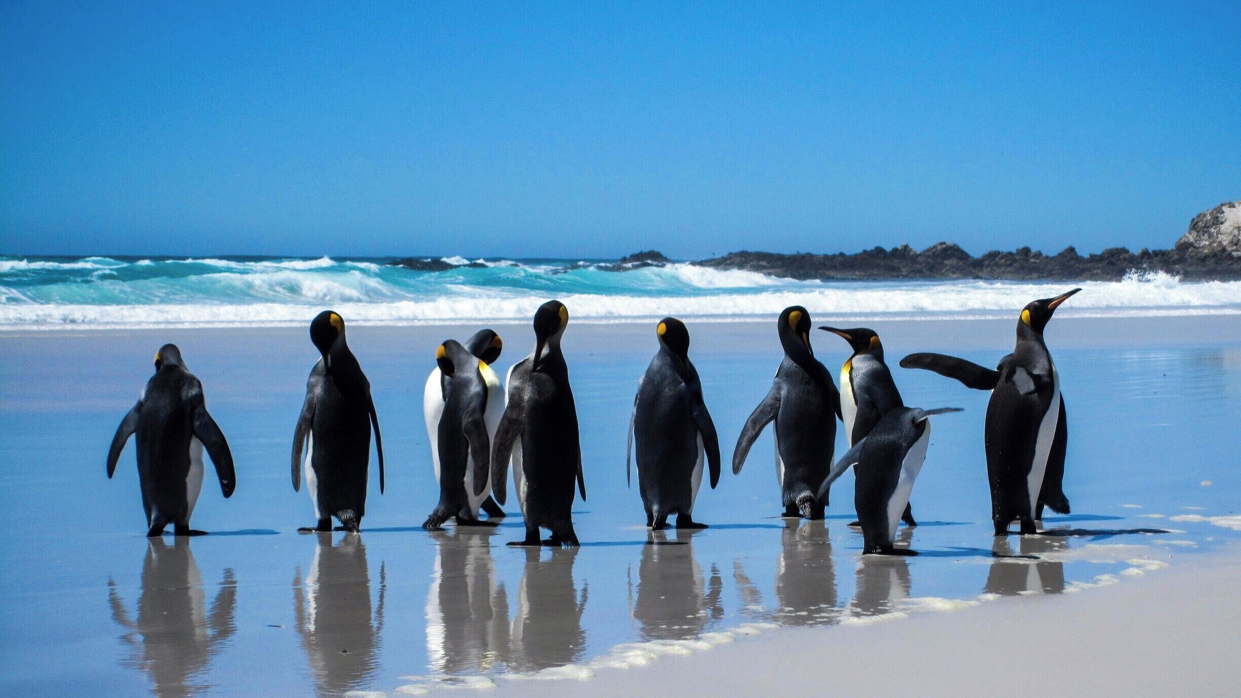 Hitch a ride with some of the locals in the Falkland Islands and you'll get to see some amazing sights that you'd never get to see otherwise! I never thought I'd see penguins hanging out on a beach ever... but here they are!!! #LifeAtExpedia #Outdoors #Penguins #CuteAnimals