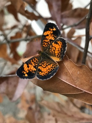 In moms front yard.