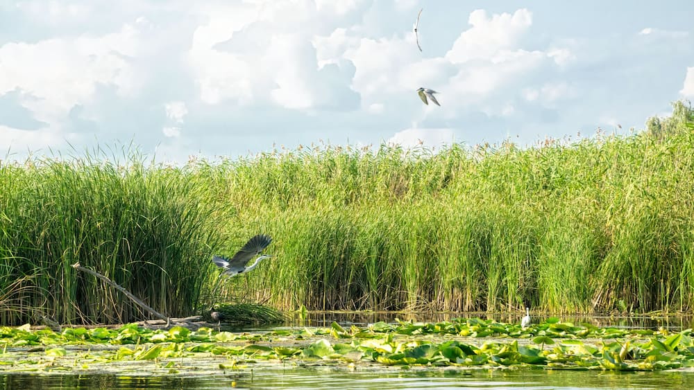 Gray heron and marshland nature of Louisiana. US Natural Park