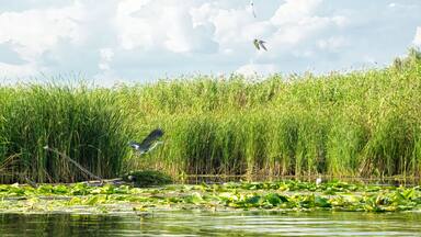 Gray heron and marshland nature of Louisiana. US Natural Park