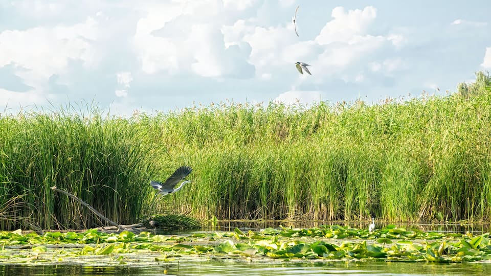 A water body with lily pads and tall grasses.