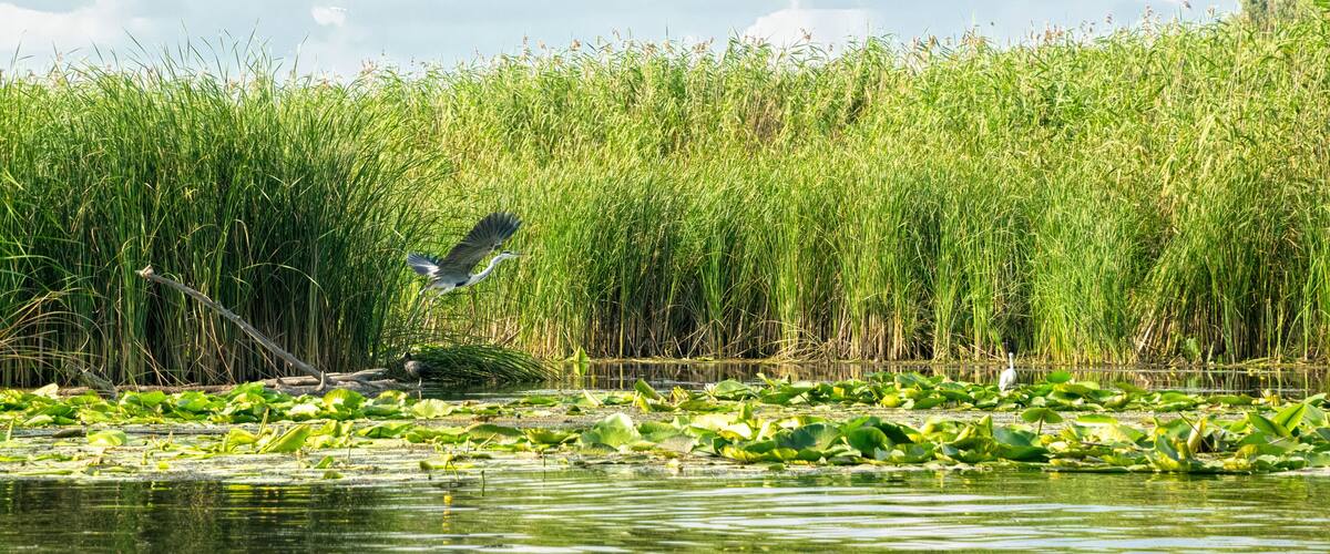 A water body with lily pads and tall grasses.