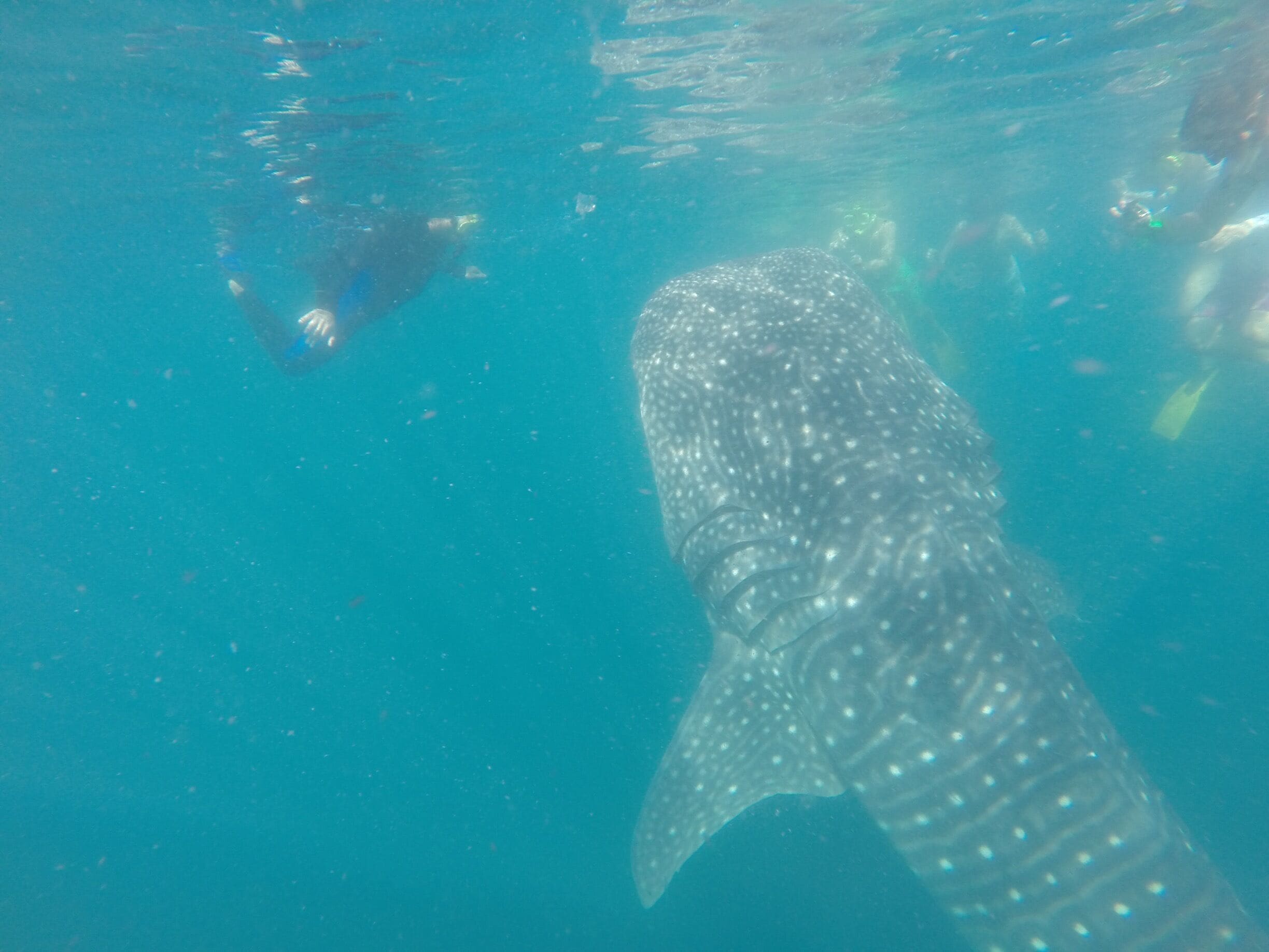 Snorkeling w Whale Sharks in La Paz Mexico. 