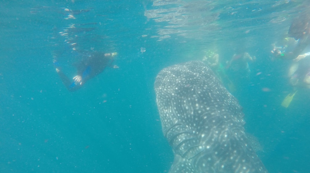 Snorkeling w Whale Sharks in La Paz Mexico.