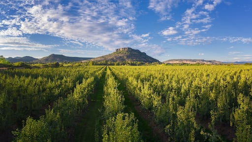 سنترال بوينت