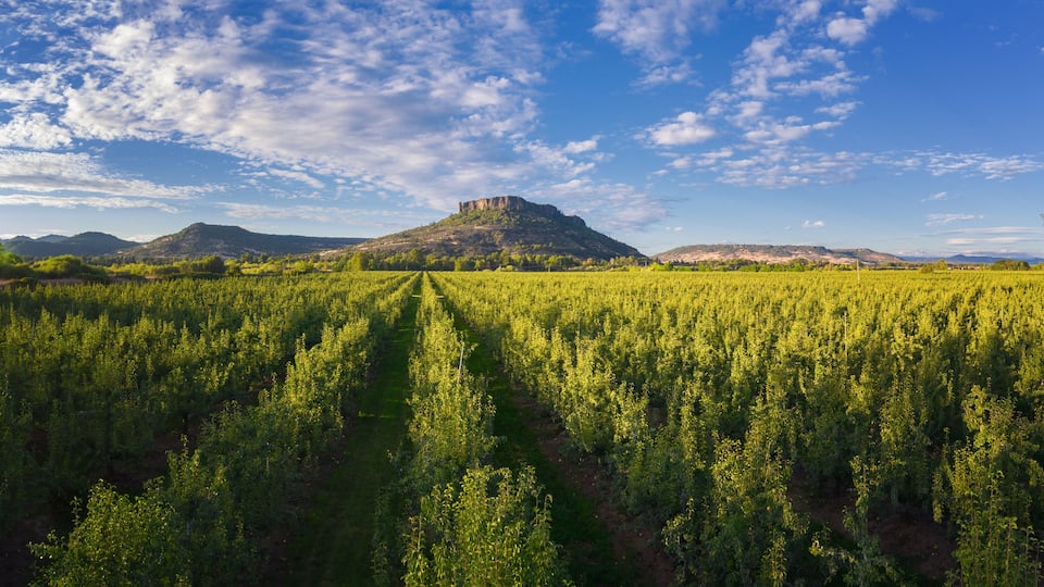 A field of crops with a hill and mountain in the background.