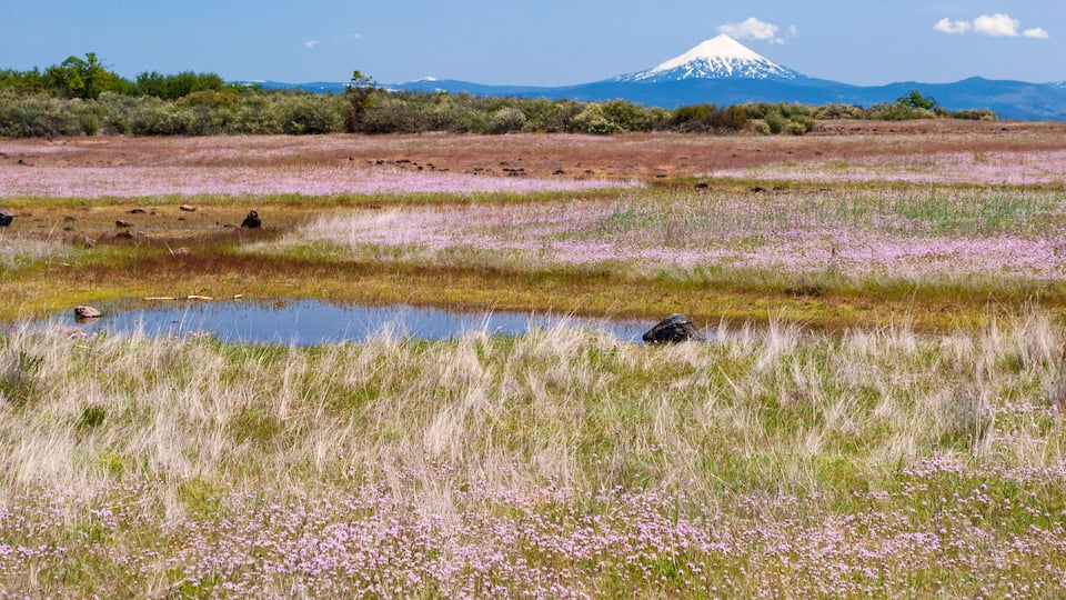 A field of purple flowers with a mountain in the background.