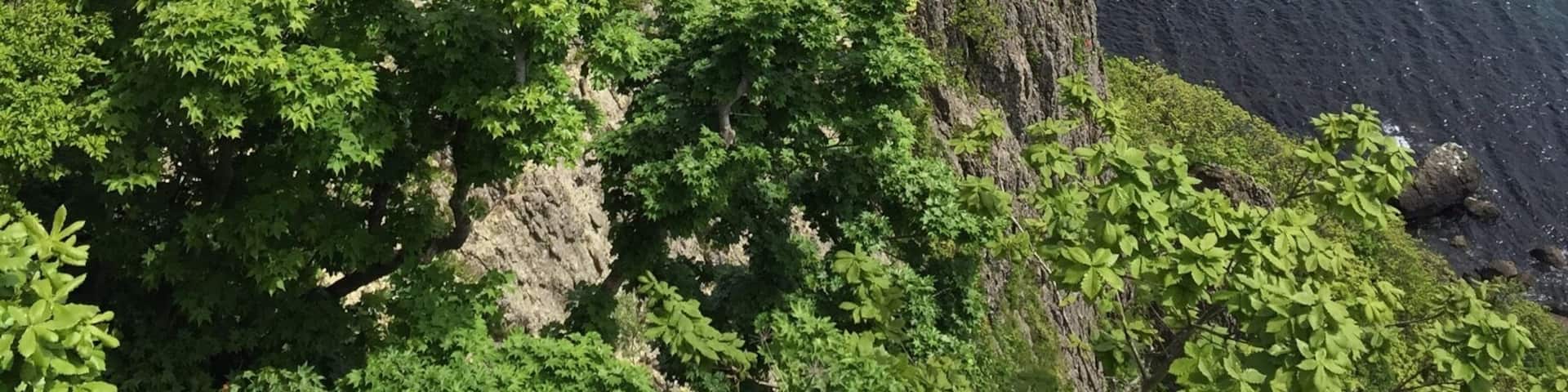Beautiful coast line and light house, we took the hop on and off bus, as it covered a lot of different area and you could even go to one of the Onsen Spas (If you wanted to).