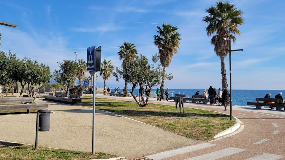 A coastal promenade with palm trees, benches, and a clear blue sky.