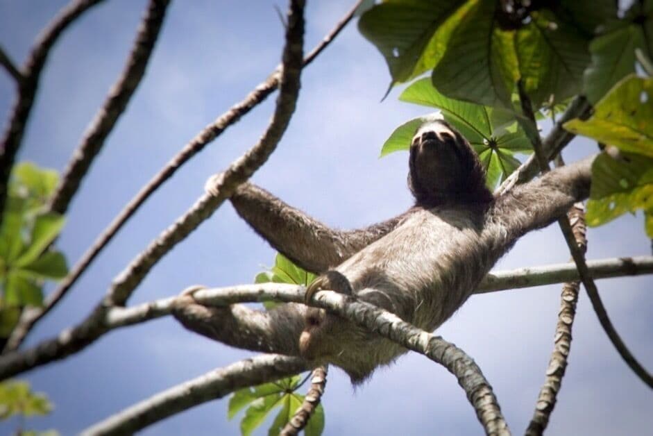 Free living sloth enjoying some good belly warming