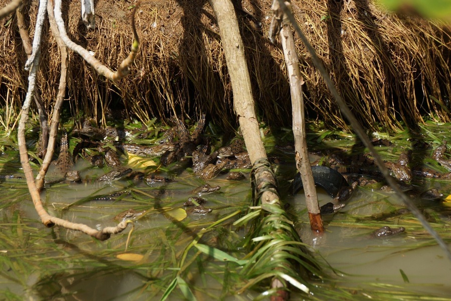New game: Spot the Croc!  Any guesses how many...?  I think these ones are pretty brand new.