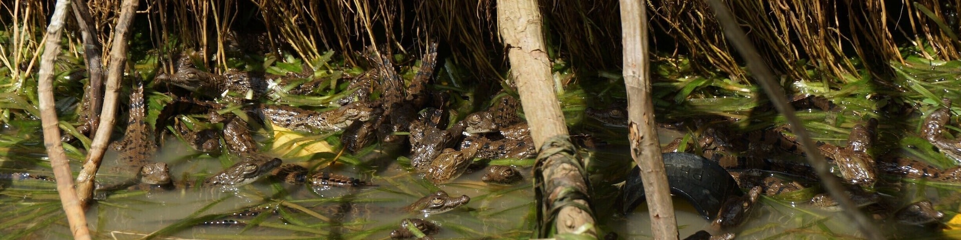 New game: Spot the Croc!  Any guesses how many...?  I think these ones are pretty brand new.