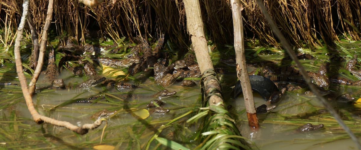 A swampy area with water, reeds, and frogs.