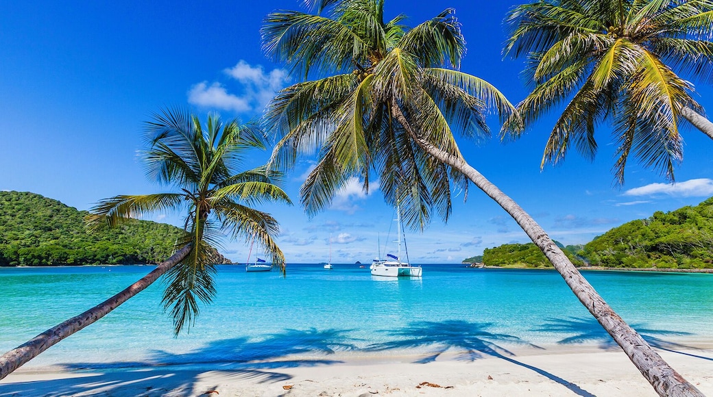 Palm trees line sandy coastline of Salt Whistle Bay, Mayreau