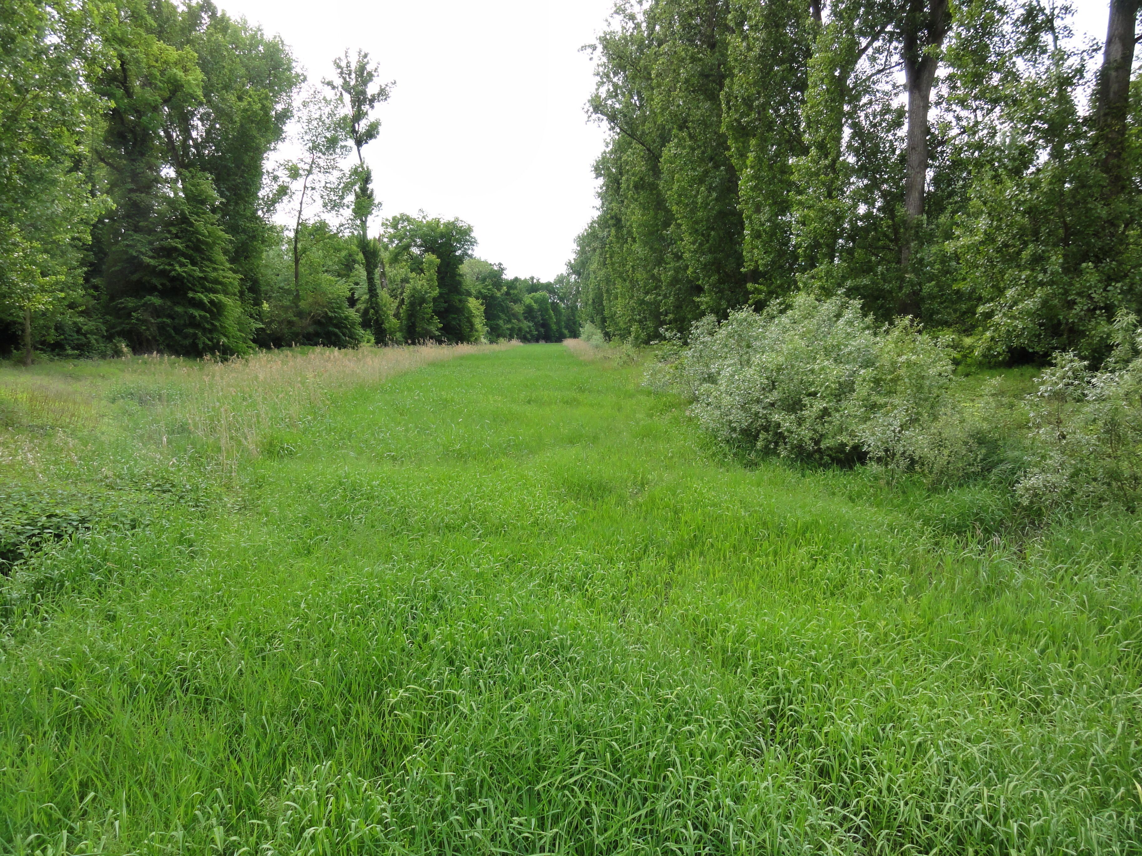Un campo cubierto de césped con árboles y arbustos.