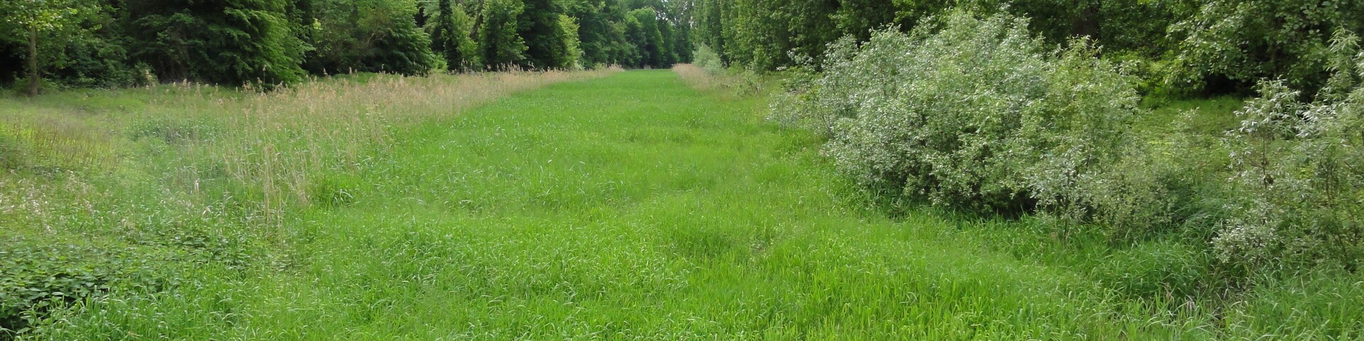 Un campo cubierto de césped con árboles y arbustos.