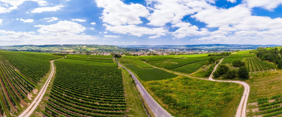 A vineyard with rows of grapevines, a winding road, and a distant town.