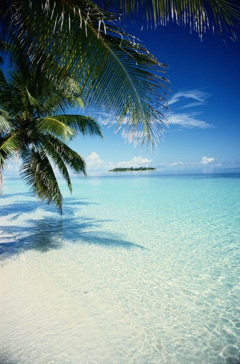 A clear blue ocean, a palm tree, and a distant island.