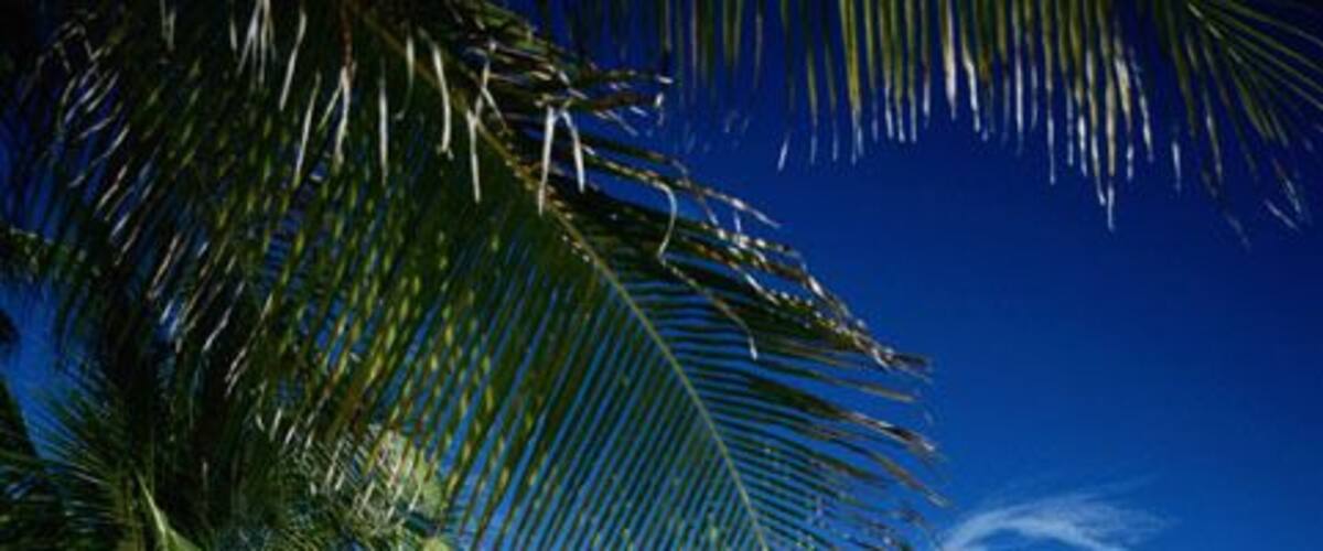 A clear blue ocean, a palm tree, and a distant island.