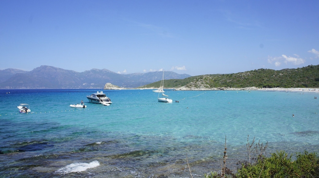 Just a 20mins boat ride from the town of Saint-Florent, you get to this postcard perfect beach with turquoise waters.
The beach is on the shore of the desert des agriates in the NW of Corsica.
Fun fact: wild cows from the surroundings coexist with the visitors on this beach, although we didn't see any!
#Corsica #plage #turquoise #beaches